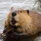 Beaver shot by Daniel Rose